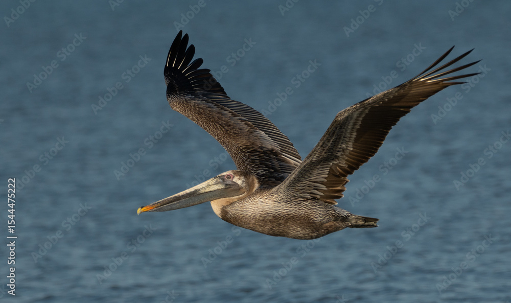 Obraz premium pelican