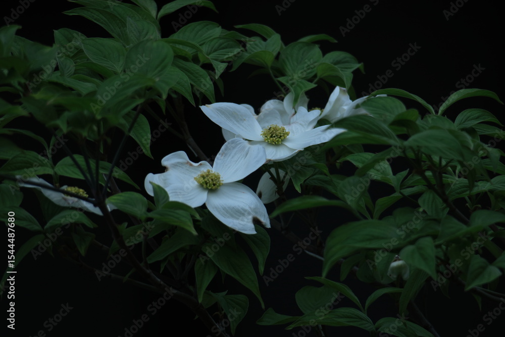 Obraz premium アメリカからの贈り物