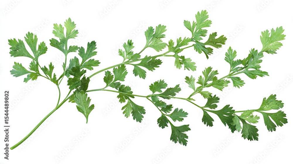Fresh cilantro sprigs against a white background. Fresh cilantro sprigs against a white background.