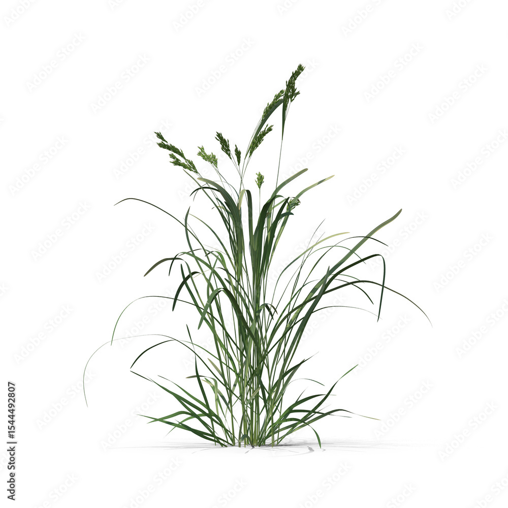 3d Ornamental Grass: Nature's Elegant Texture png 3d Ornamental Grass: Nature's Elegant Texture png
