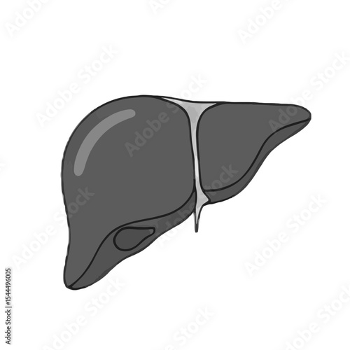 Human Liver Anatomy: Detailed Medical Illustration of Digestive Organ