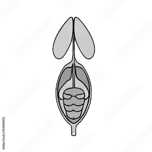 Human Bladder Anatomy: Detailed Illustration of the Urinary System Organ