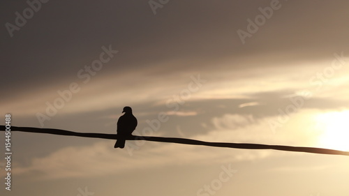 Pigeons perched on a wire at sunrise