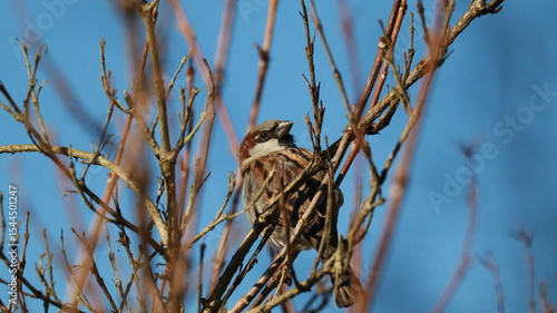 Sparrow in a tree