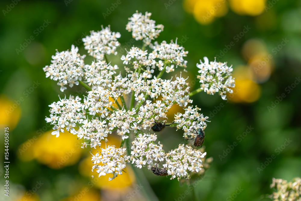 La berce commune, aussi connue sous le nom d'Heracleum sphondylium La berce commune, aussi connue sous le nom d'Heracleum sphondylium