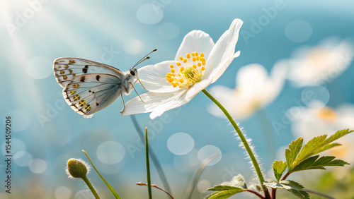 Beautiful butterfly on white flower spring nature wallpaper background desktop hd stock photo image free