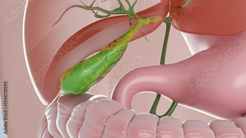 Secretion of bile by the liver, storage of bile in the gallbladder, process of release of bile into the duodenum after eating, organs of the digestive system, 3d animation.