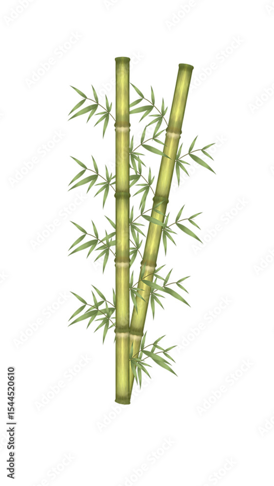 Obraz premium bamboo isolated on white