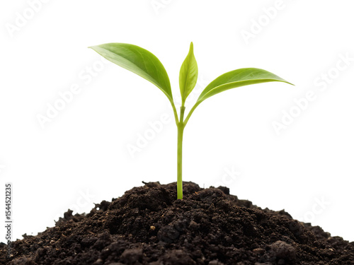 Wallpaper Mural A small green plant sprouting from a mound of dark soil against a black studio background view close up Torontodigital.ca