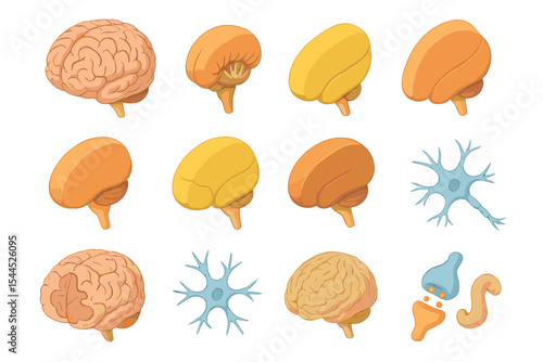Illustrated brain development stages and neuron cells in various colors