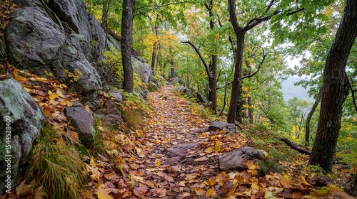 Leaf Covered Hiking Trail in Shenandoah National Park