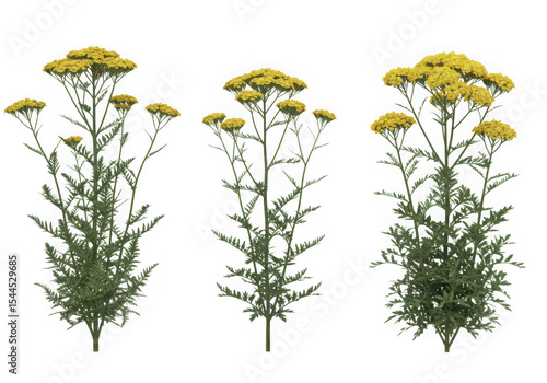 Three yellow yarrow plants isolated on transparent background