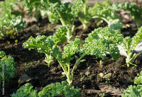 The green curly kale plant is planted in a pot, Green kale leaves, one of the super foods, beneficial for health lovers. High in antioxidants. 	