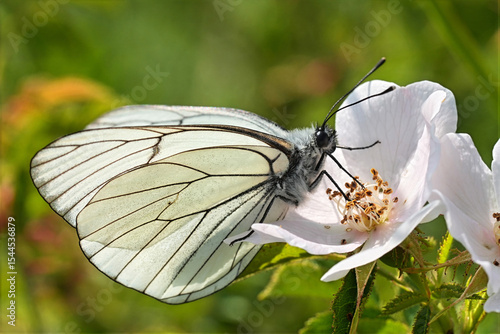 Tableau sur toile Closeup on a European black-veined white butterfly, Aporia crataegi drinking nec
