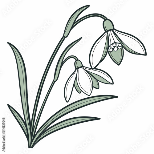black and white snowdrops
