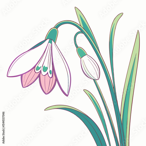 snowdrop flower vector illustration