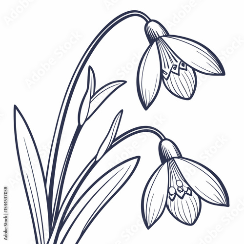 snowdrop flower vector illustration