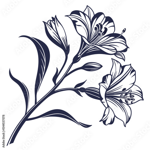 black and white peruvian lily