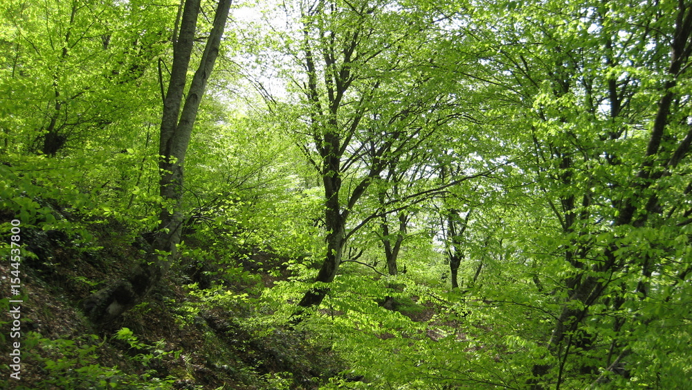 green forest in spring green forest in spring