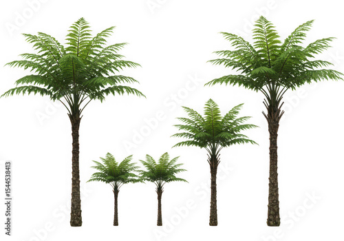 Four tree ferns isolated on transparent background