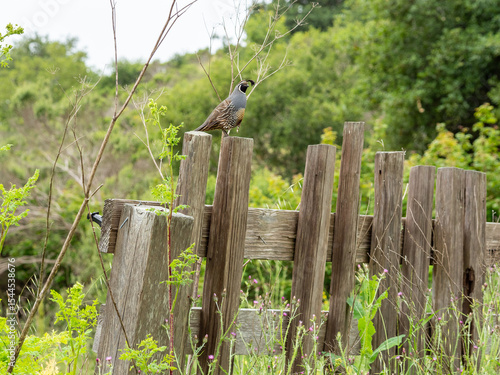 California Quail, Callipepla californica, on Fence 