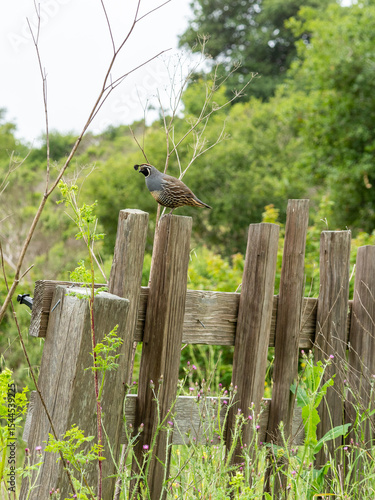 California Quail, Callipepla californica, on Fence Gate