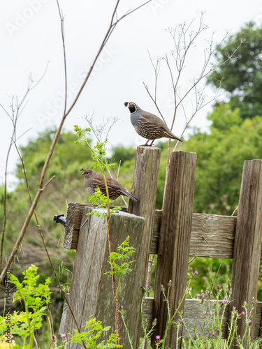 California Quail, Callipepla californica, Pair on Fence 