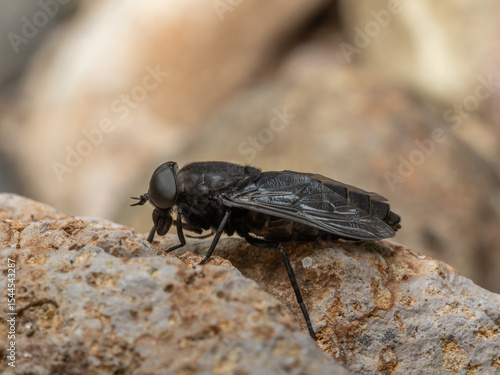 Big eyed Fly, tabanus aegrotus, on Rock