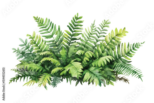 Watercolor fern fronds lush greenery on transparent background botanical illustration vector design