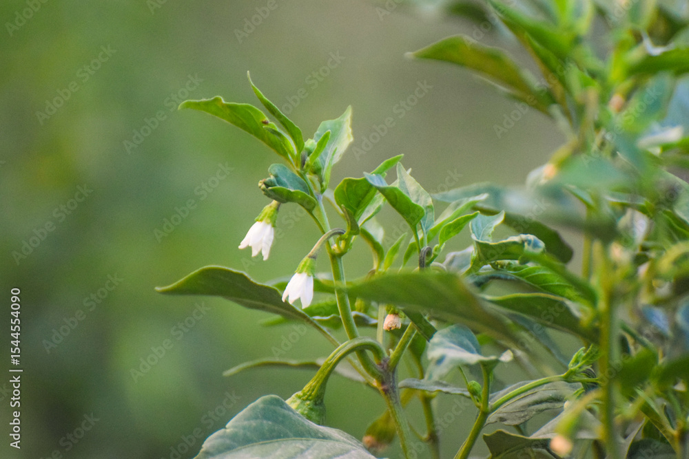 Obraz premium Green and red chili pepper plant on field agriculture in garden. Chili peppers ready to the fields. a plant with green leaves and red chili peppers hanging from it.