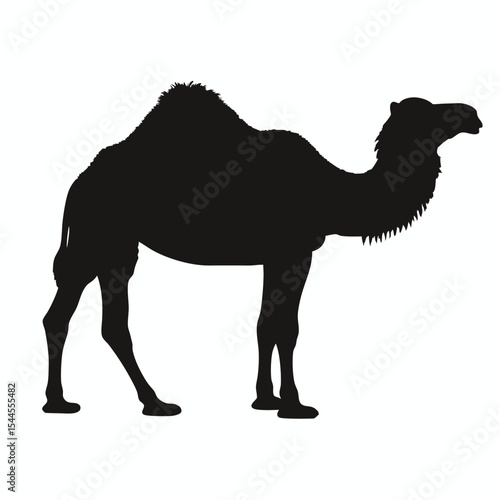 camel in the desert