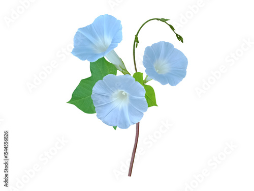 Close up of beautiful pastel blue morning glory flower fully grown blooming on isolated vine in transparent background png file.