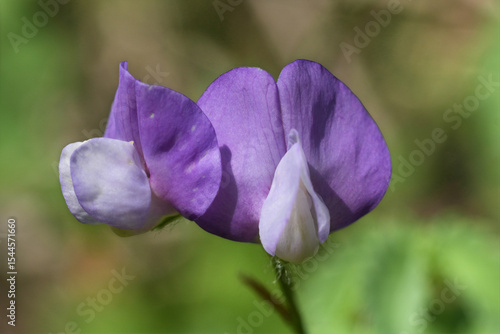 Obraz na płótnie Closeup on a light purple flowering Loose-flowered Vetchling, Lathyrus laxifloru