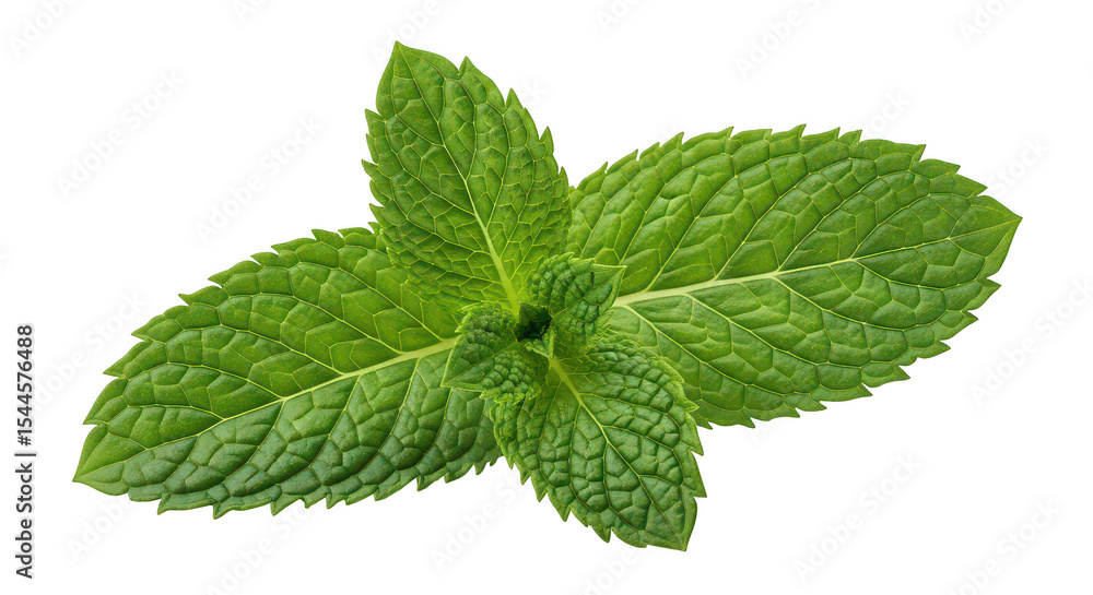 Fresh Mint Sprig Isolated On Black Fresh Mint Sprig Isolated On Black