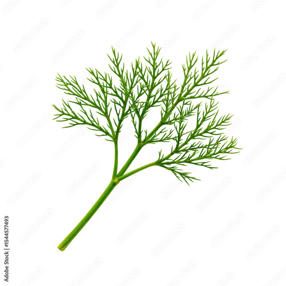 Naklejka premium Dill sprig, isolated on white. Fresh aromatic herb for cooking.
