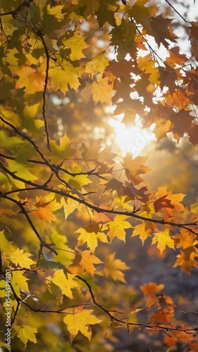 A close-up view of a forest canopy during early autumn, where golden and green leaves gently sway under soft lighting, creating a serene and immersive loop of nature’s transition.