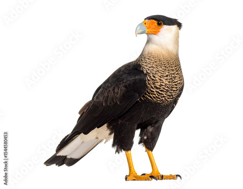 Crested caracara eagle standing with alert posture
