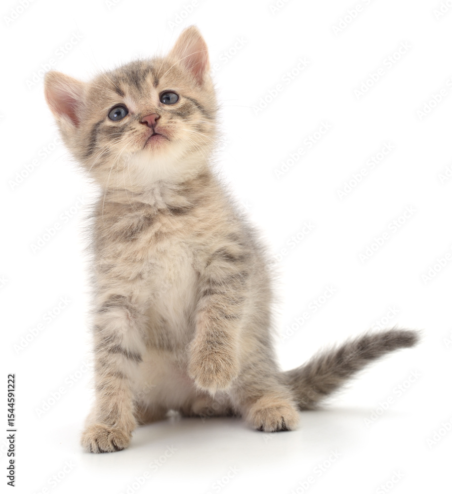 Kitten on white background. Kitten on white background.