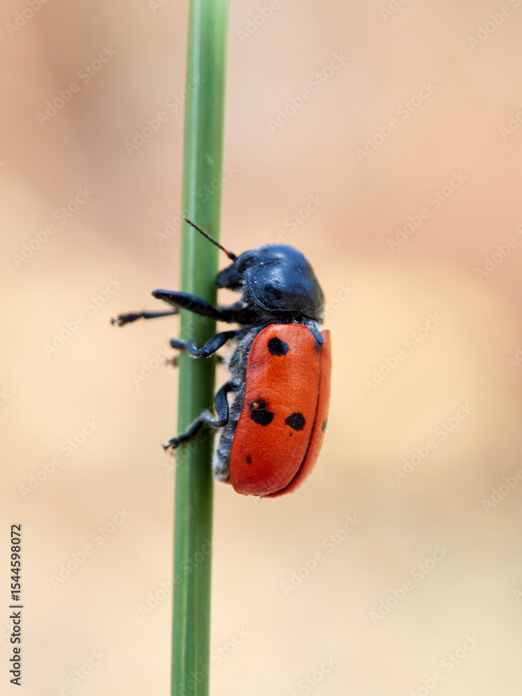 Obraz premium Lachnaia is a genus of leaf beetles in the subfamily Cryptocephalinae. It can be found in Algeria, Morocco, and south Spain
