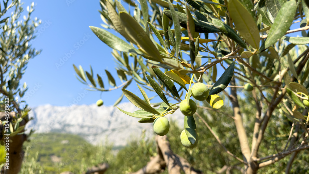 Close-up of fresh olives on a tree branch with green leaves in an olive grove in Croatia. Seasonal harvest, eco farming, organic food production, and Mediterranean countryside.
Close-up of fresh olives on a tree branch with green leaves in an olive grove in Croatia. Seasonal harvest, eco farming, organic food production, and Mediterranean countryside.