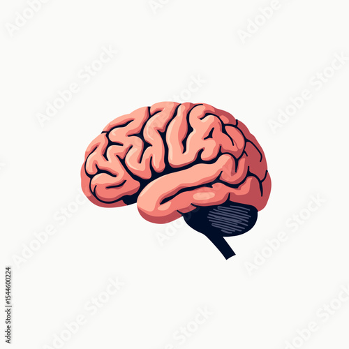 Anatomical Illustration of a Human Brain with Detailed Lobes and Structures for Educational Purposes