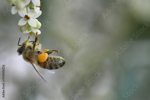 abeille du jardin 37