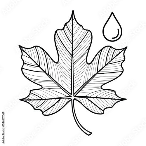 Sycamore Leaf Icon, Vector, Illustration, Outline, Line Art, Silhouette, Logo, White Background.