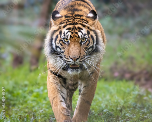 Tableau sur toile Sumatran tiger