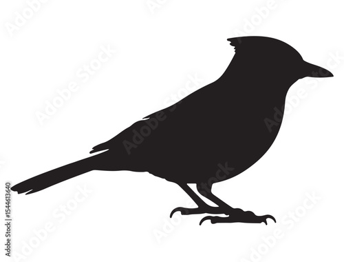  Blue Jay Bird Silhouette