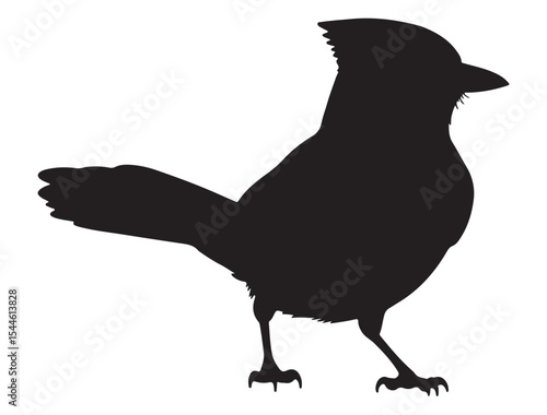  Blue Jay Bird Silhouette