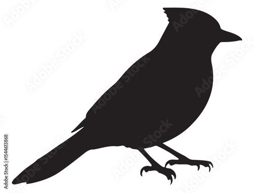  Blue Jay Bird Silhouette
