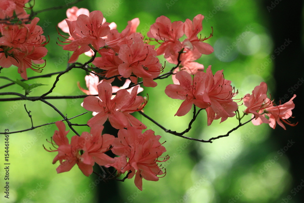 咲き誇る情熱の花 咲き誇る情熱の花