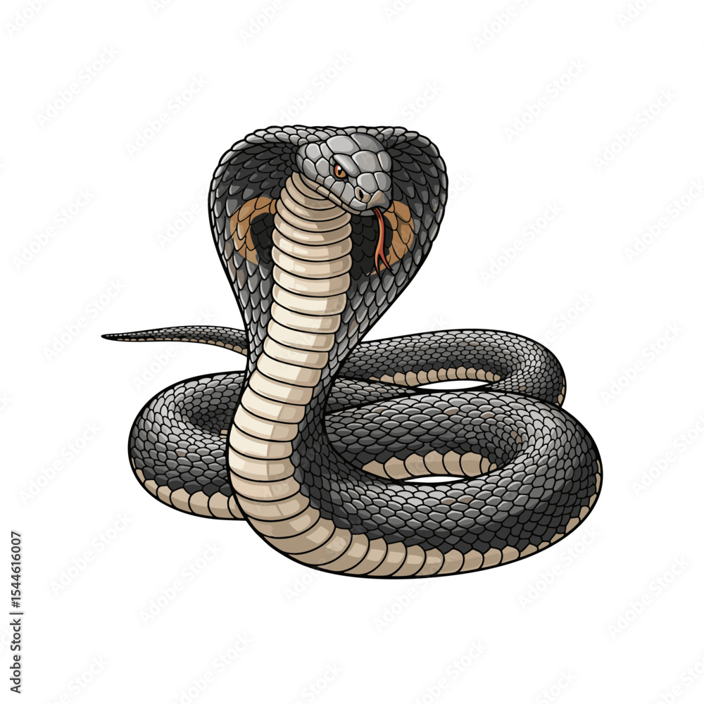 Fototapeta premium Vector illustration of a cobra on a white background