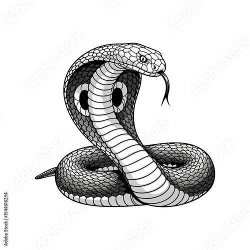 Vector illustration of a cobra on a white background